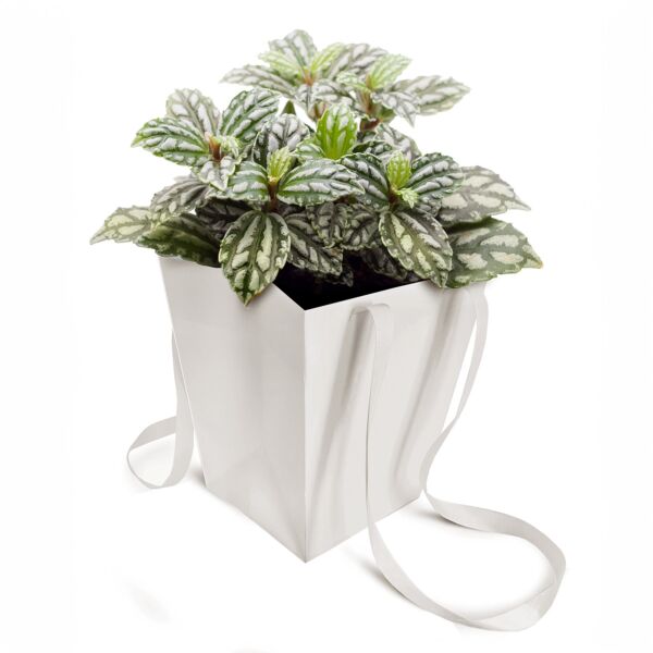 Elegant cardboard bag with ribbon handles b:125 B:163 H:181 mm blanc