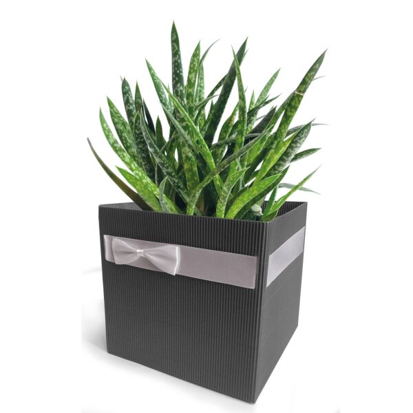 Eco-friendly cardboard pot-cover Simply