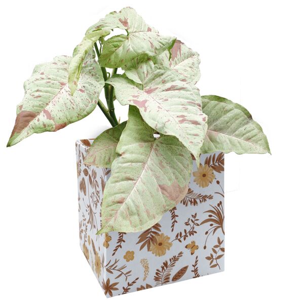 Cache-pot éco-responsable en carton Simply parfum boisé 105 x 105 x 100 mm marron